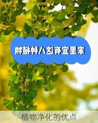 植物净化的优点