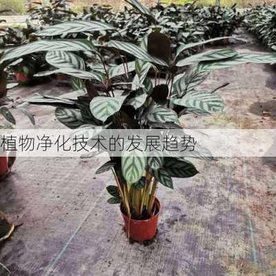 植物净化技术的发展趋势