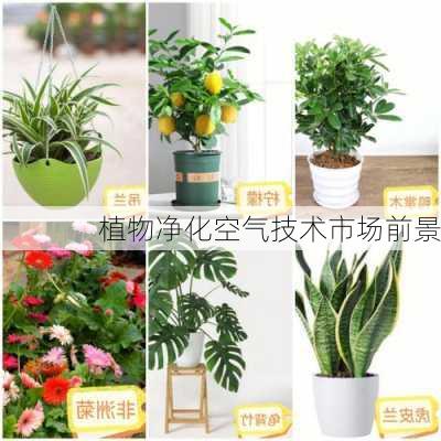 植物净化空气技术市场前景