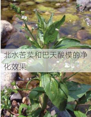 北水苦荬和巴天酸模的净化效果