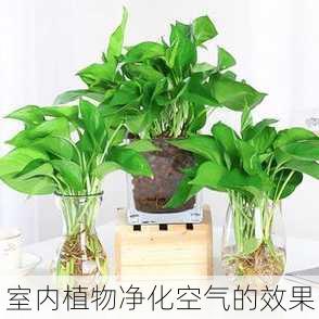 室内植物净化空气的效果