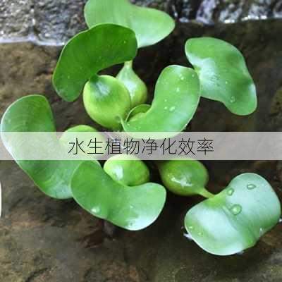 水生植物净化效率