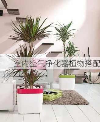 室内空气净化器植物搭配