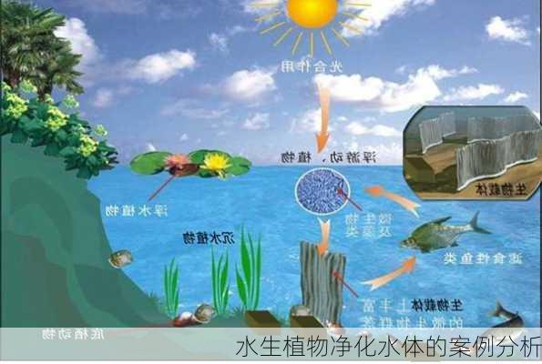 水生植物净化水体的案例分析