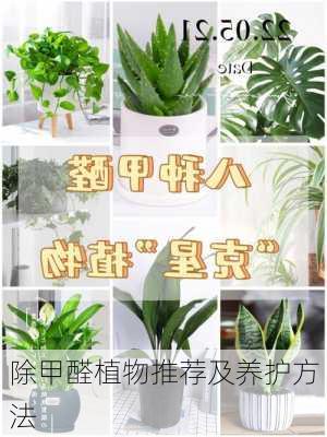 除甲醛植物推荐及养护方法