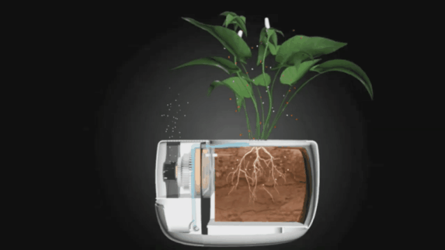 植物净化技术在大气污染治理中的应用