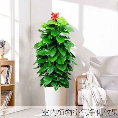 室内植物空气净化效果