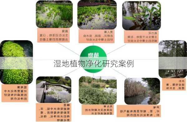 湿地植物净化研究案例