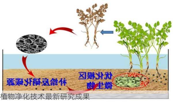 植物净化技术最新研究成果