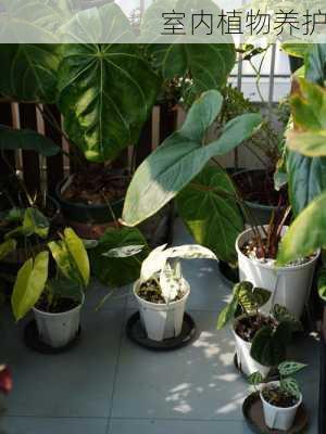 室内植物养护
