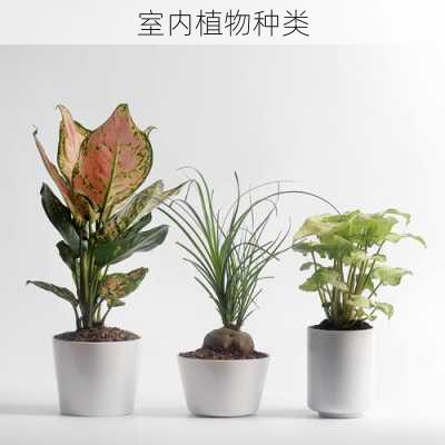 室内植物种类