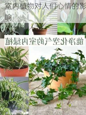 室内植物对人们心情的影响