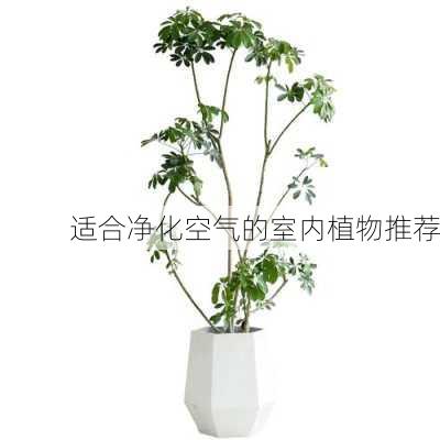 适合净化空气的室内植物推荐