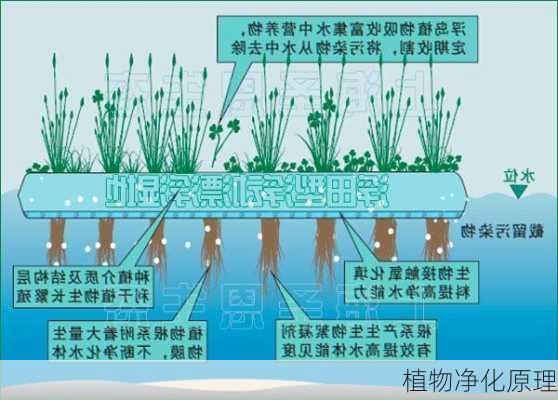 植物净化原理