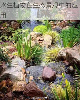 水生植物在生态景观中的应用