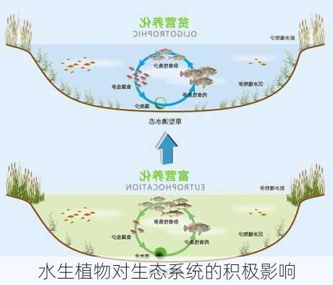 水生植物对生态系统的积极影响
