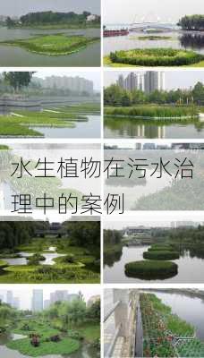 水生植物在污水治理中的案例