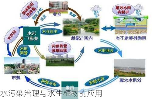 水污染治理与水生植物的应用