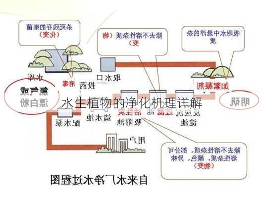 水生植物的净化机理详解
