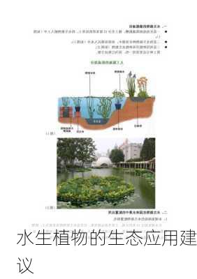 水生植物的生态应用建议