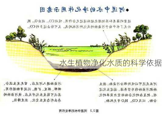 水生植物净化水质的科学依据