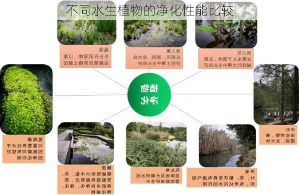不同水生植物的净化性能比较