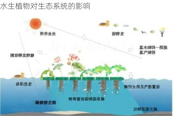 水生植物对生态系统的影响