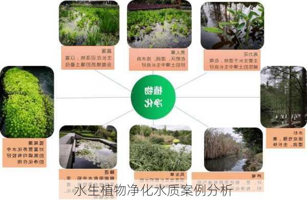 水生植物净化水质案例分析