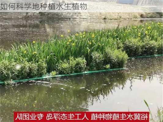 如何科学地种植水生植物