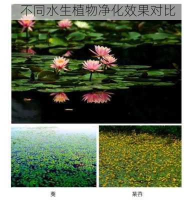 不同水生植物净化效果对比