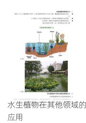 水生植物在其他领域的应用