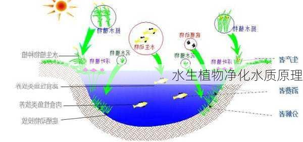 水生植物净化水质原理