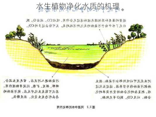 水生植物净化水质的机理