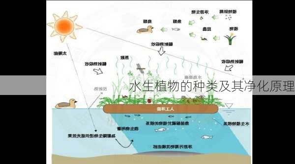 水生植物的种类及其净化原理