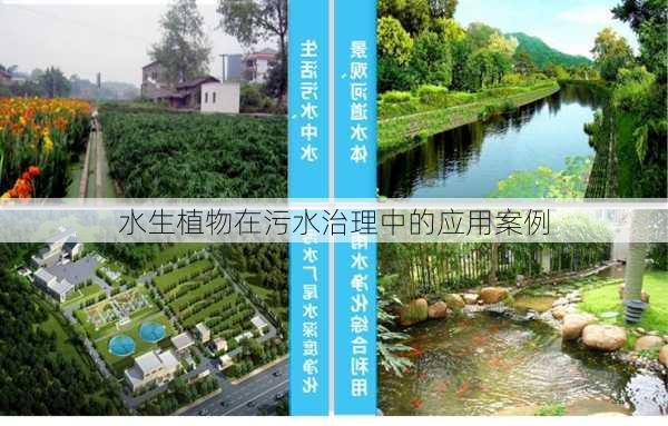水生植物在污水治理中的应用案例