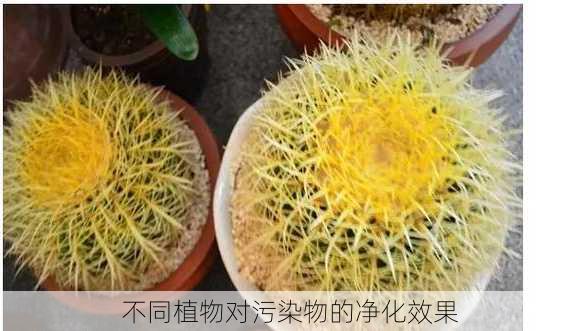 不同植物对污染物的净化效果