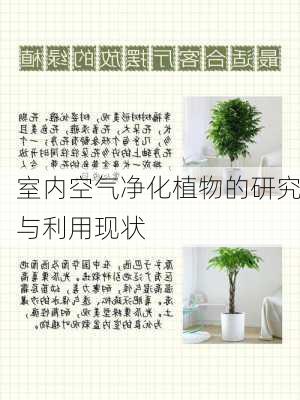 室内空气净化植物的研究与利用现状