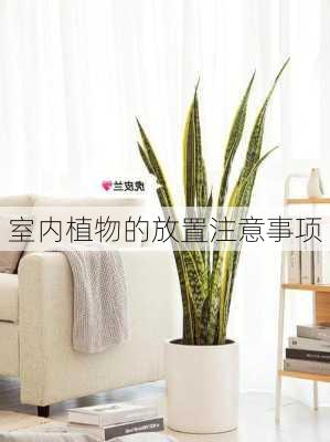 室内植物的放置注意事项