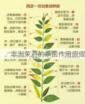 非洲茉莉的杀菌作用原理