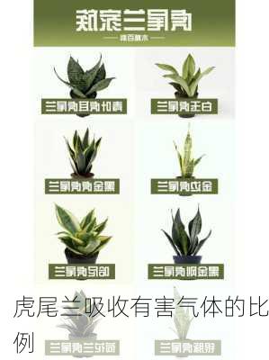虎尾兰吸收有害气体的比例
