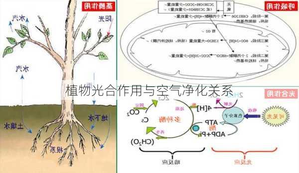 植物光合作用与空气净化关系