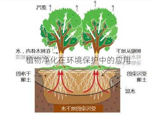 植物净化在环境保护中的应用