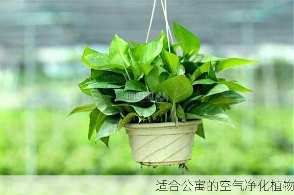 适合公寓的空气净化植物