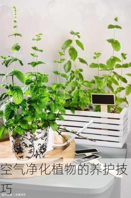 空气净化植物的养护技巧