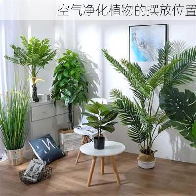 空气净化植物的摆放位置