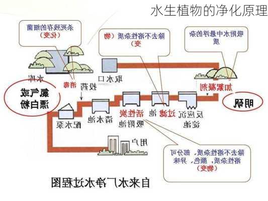 水生植物的净化原理