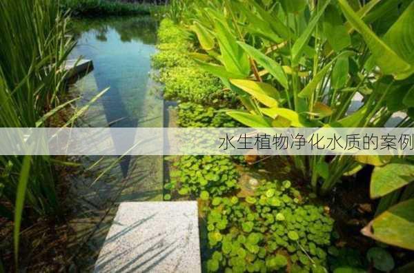 水生植物净化水质的案例