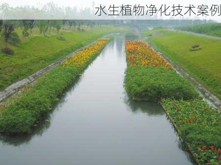 水生植物净化技术案例