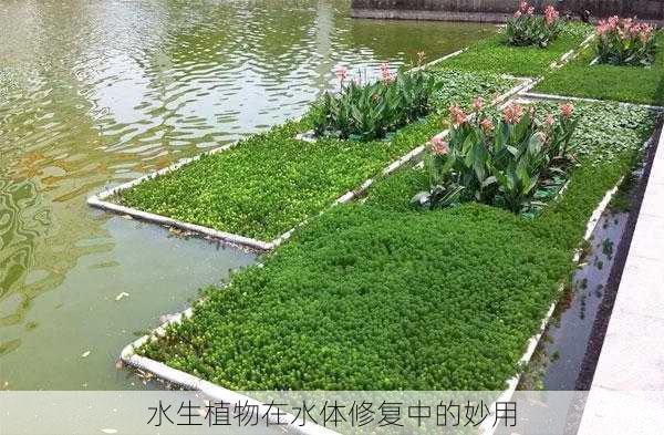 水生植物在水体修复中的妙用