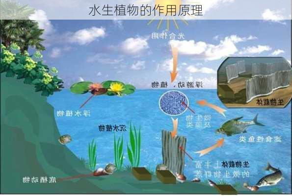 水生植物的作用原理